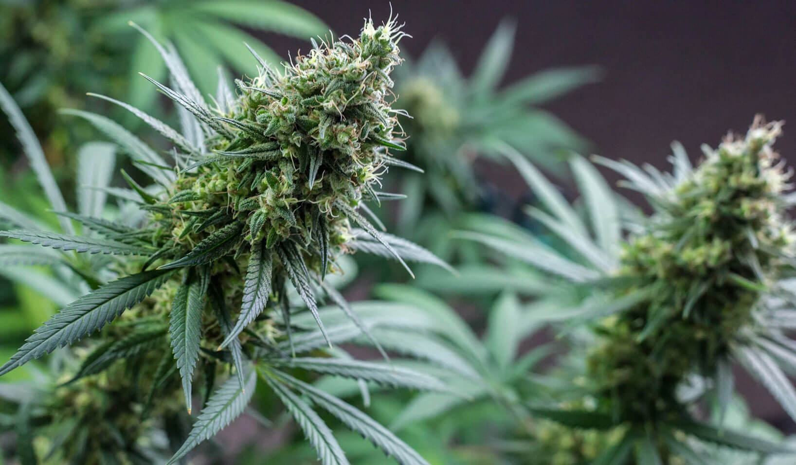 Legal Rights as a Medical Marijuana Card Holder in Florida​