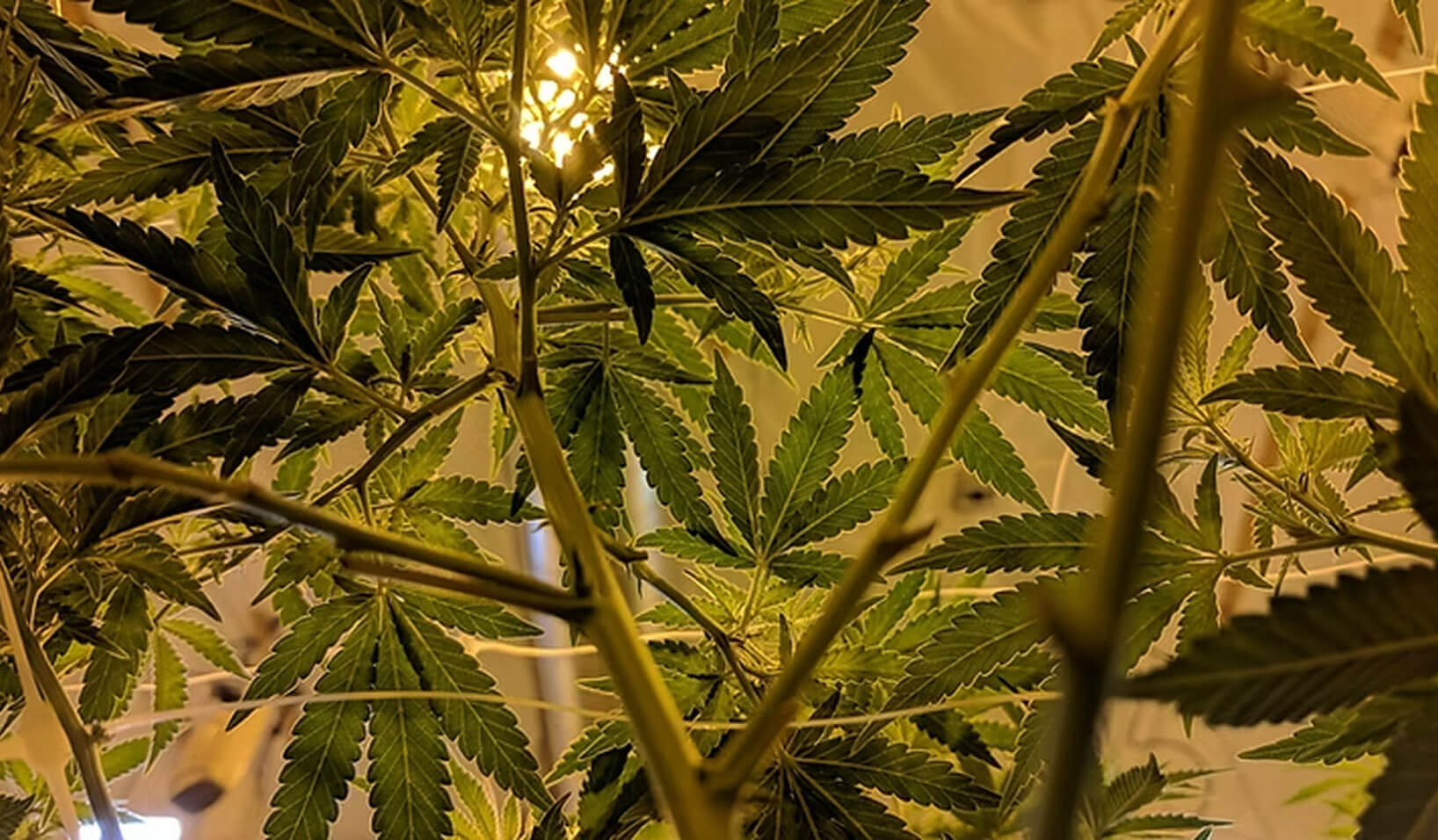 Can I Grow My Own Medical Marijuana in Pennsylvania?